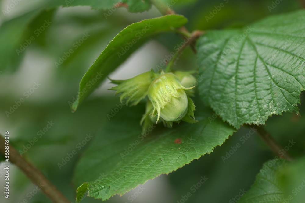 Haselnuss Haselnussbaum Corylus columa Haselbaum Garten Blühen
Reifen Birkengewächs 
