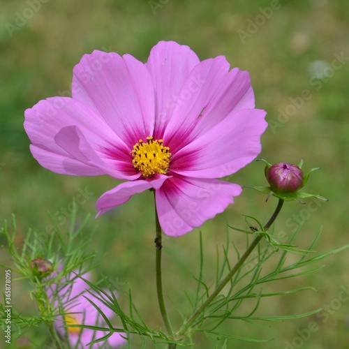 Cosmos bipinnatus - Cosmea - Schmuckk  rbchen