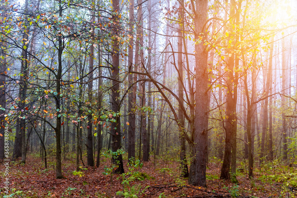Obraz premium Autumn foggy pines forest on the morning.