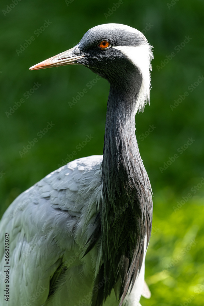 Obraz premium Portrait of Demoiselle Crane (Anthropoides virgo)