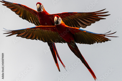 Flying Scarlet Macaw (Ara macao) © Hanjo Hellmann