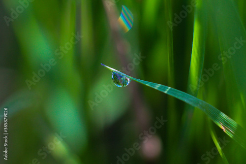 green grass with dew drops © Ekaterina