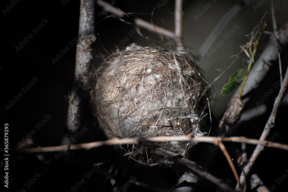 Desert bird nest made of sticks and cotton wood seeds
