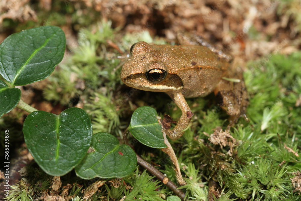 Fototapeta premium A small juvenile wood frog (Rana sylvatica, also known as Lithobates sylvaticus) sitting on moss in the forest. This young frog metamorphosed only a few weeks before. 