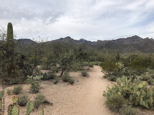 Beautiful Tucson Arizona desert landscapes