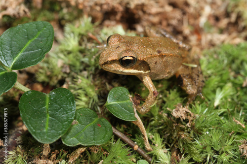 A small juvenile wood frog (Rana sylvatica, also known as Lithobates sylvaticus) sitting on moss in the forest. This young frog metamorphosed only a few weeks before. 