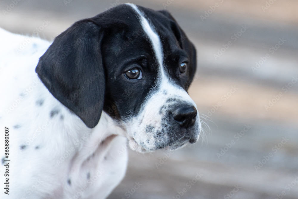 English Pointer puppy very cute
English Pointer puppy very cute