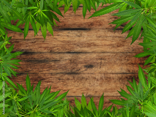 Frame of green cannabis leaves over wood