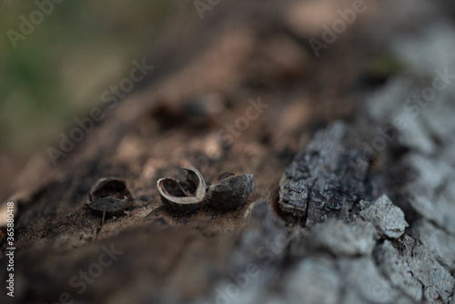 Hickory nut on a log