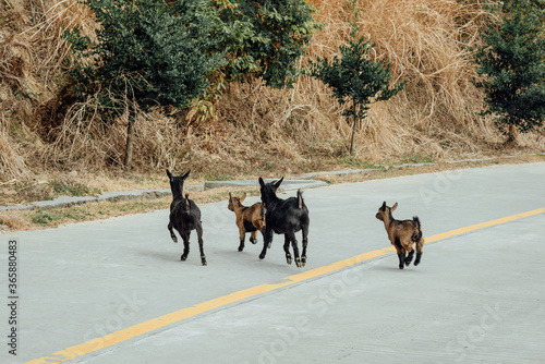 a herd of goats on the road in countryside