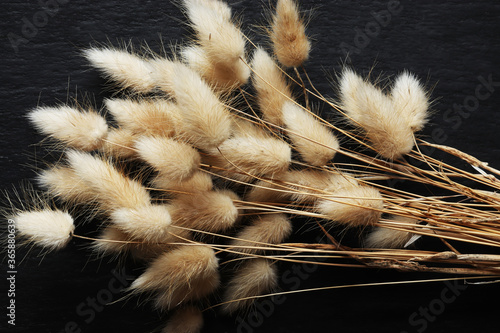 Photography of a bunch of dried lagurus ovatus or bunnytail on slate for nature illustrations photo