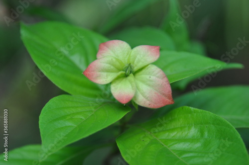 red flower and green leaves in summer 