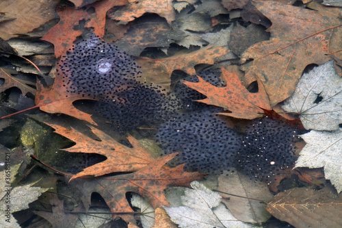 Fresh wood frog (Rana sylvatica; also known as Lithobates sylvaticus) eggs Fototapet