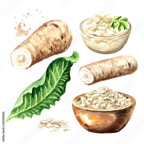 Horseradish sauce in the bowl, root, leaves and grated horseradish set. Hand drawn watercolor illustration, isolated on white background photo
