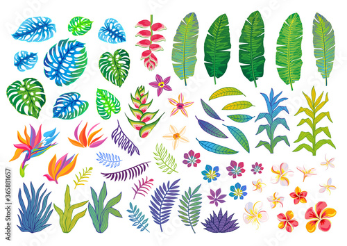 Set of abstract tropical plants, flowers, leaves. Vector design isolated elements. Wildlife colorful floral jungle. Rainforest art background. Hand drawn vector illustration