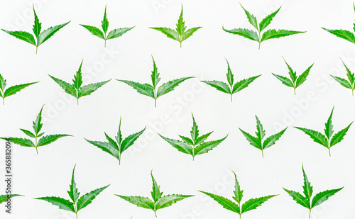 Fresh green neem leaves on white background.