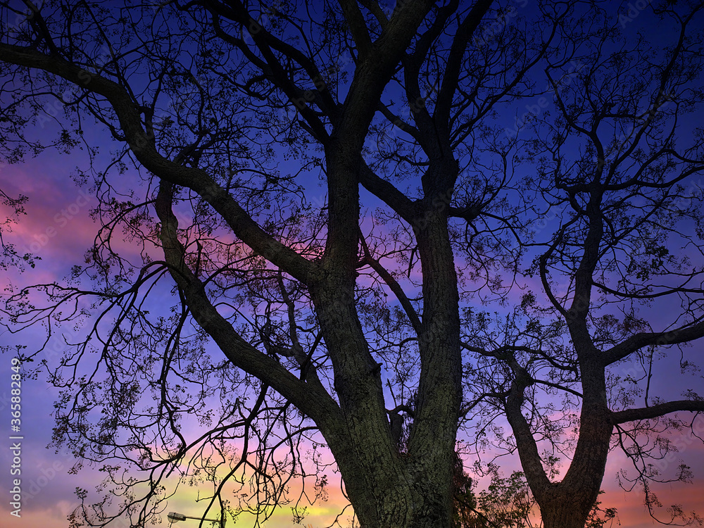 The Dusky Tree The Dusky Tree