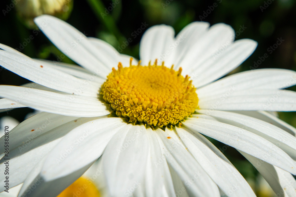 Beautiful white chamomile flower close up Beautiful white chamomile flower close up