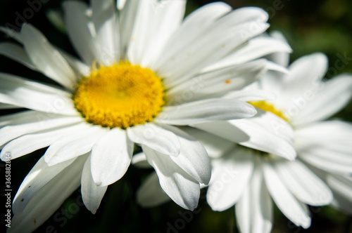 Beautiful white chamomile flower close up