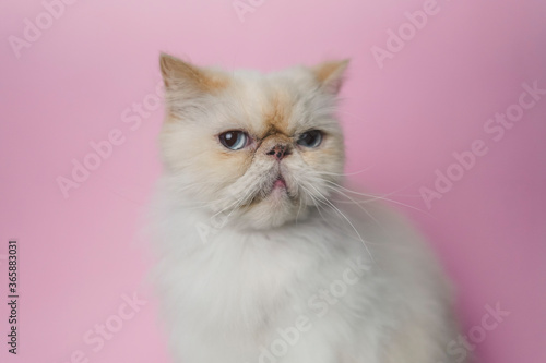 Himalayan Cat Cream Point on pink background