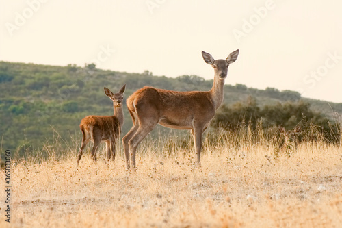Cuadro en lienzo A young deer with its mother in the Monfrague National Park approaches looking f