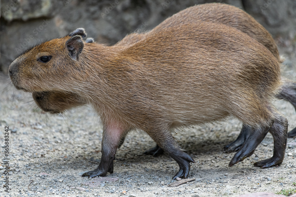 Capybara or Carpincho (Hydrochoerus hydrochaeris) Capybara or Carpincho (Hydrochoerus hydrochaeris)