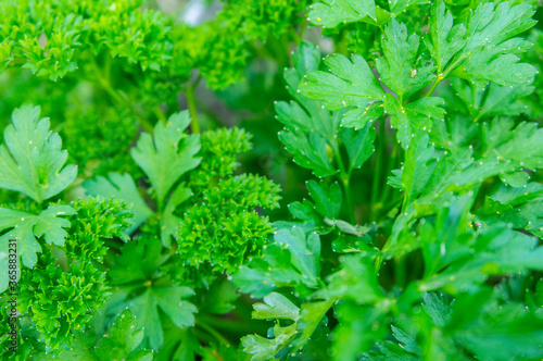 Green parsley growing in a vegetable garden close-up. Rustic background textural