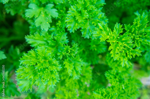 Green parsley growing in a vegetable garden close-up. Rustic background textural