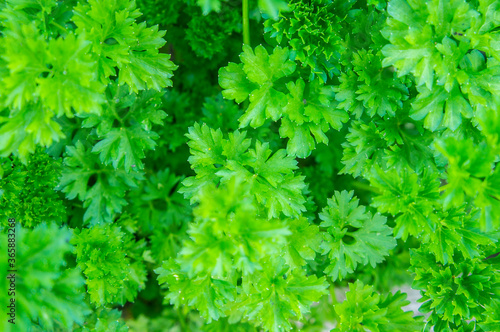 Green parsley growing in a vegetable garden close-up. Rustic background textural