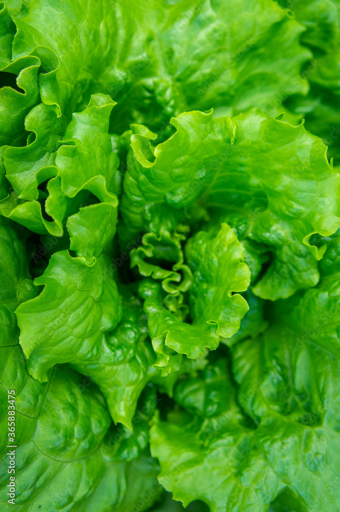 Fresh green healthy salad, close-up. Leaves background Fresh green healthy salad, close-up. Leaves background
