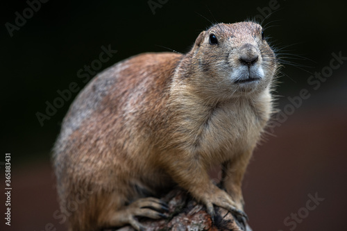 Portrait of a Black-tailed Prairie Dog (Cynomys ludovicianus)