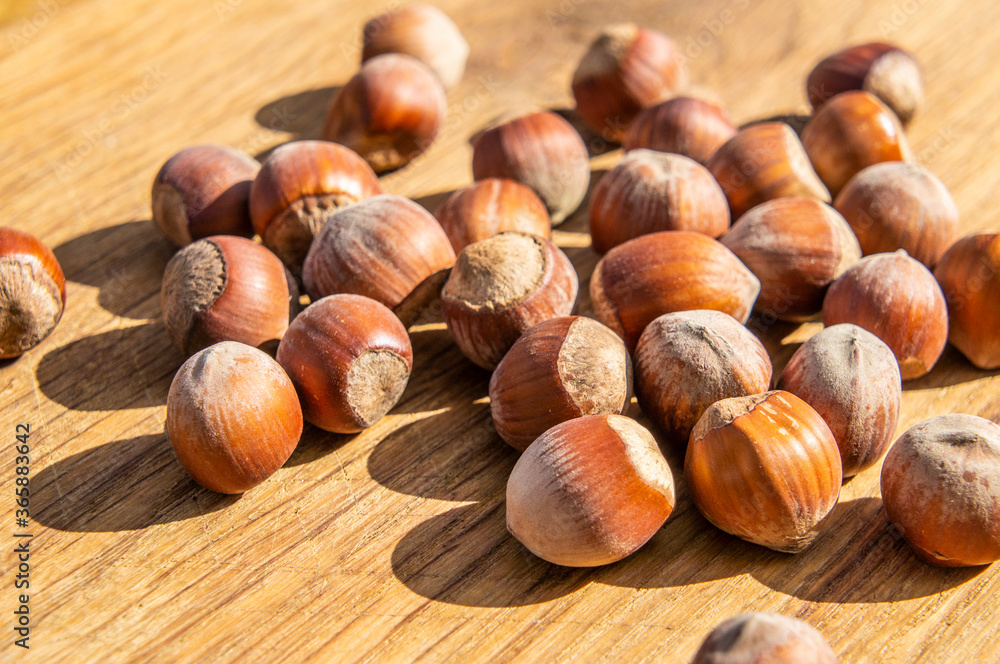 Large hazelnut lies on the board Large hazelnut lies on the board