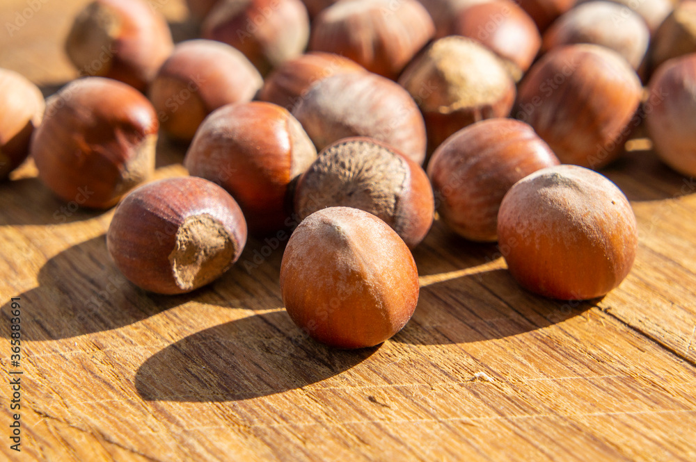 Large hazelnut lies on the board Large hazelnut lies on the board