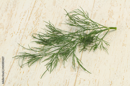 Fresh green dill herb branch © Andrei Starostin