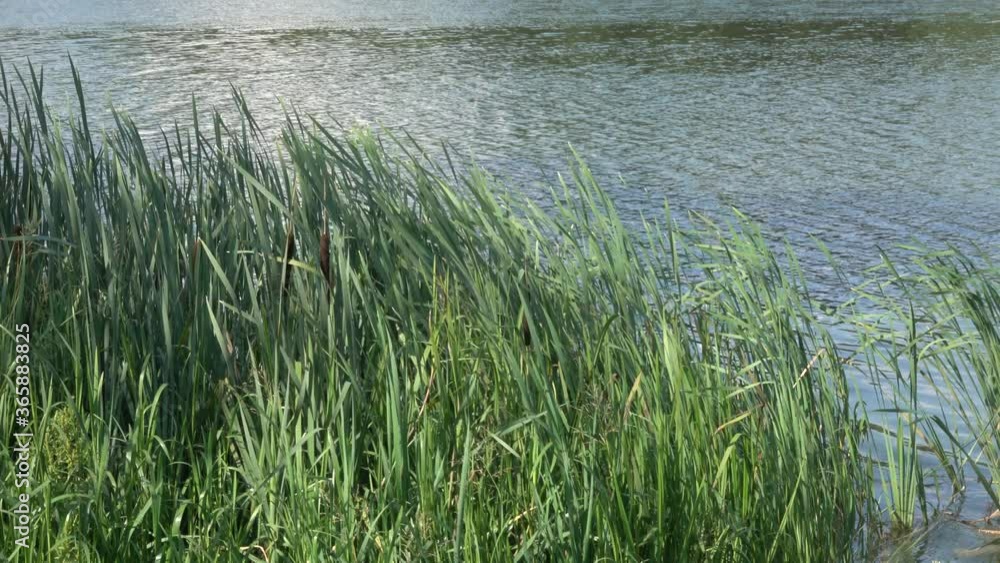 Brzeg jeziora obrośnięty trzciną. Toń jeziora faluje. Wiatr pochyla trzciny. Letni dzień na jeziorem. Dziki brzeg. Brzeg jeziora obrośnięty trzciną. Toń jeziora faluje. Wiatr pochyla trzciny. Letni dzień na jeziorem. Dziki brzeg.