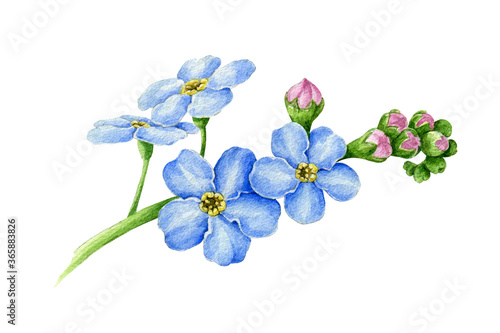 Fototapeta Naklejka Na Ścianę i Meble -  Blue forget-me-not flower with buds watercolor illustration. Hand drawn myosotis meadow herb botanical element. Tender spring romantic blooming flowers on the stem isolated on white background
