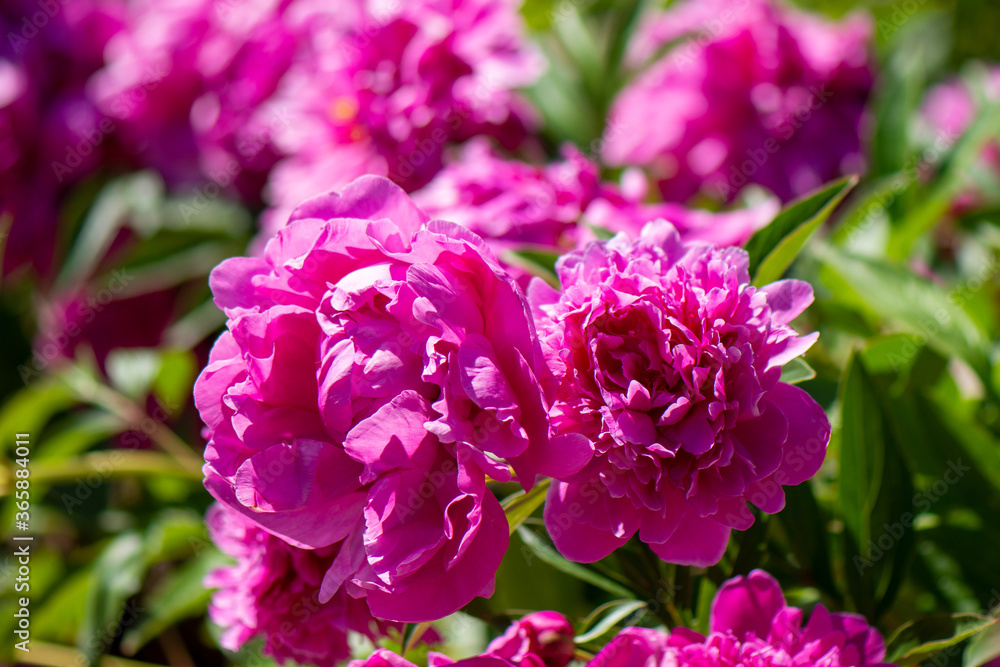 Blooming peonies close-up on the background of a blooming field Blooming peonies close-up on the background of a blooming field