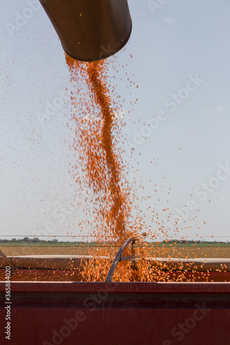 Tolva de granos de trigo cayendo en tractor trabajando en el campo photo