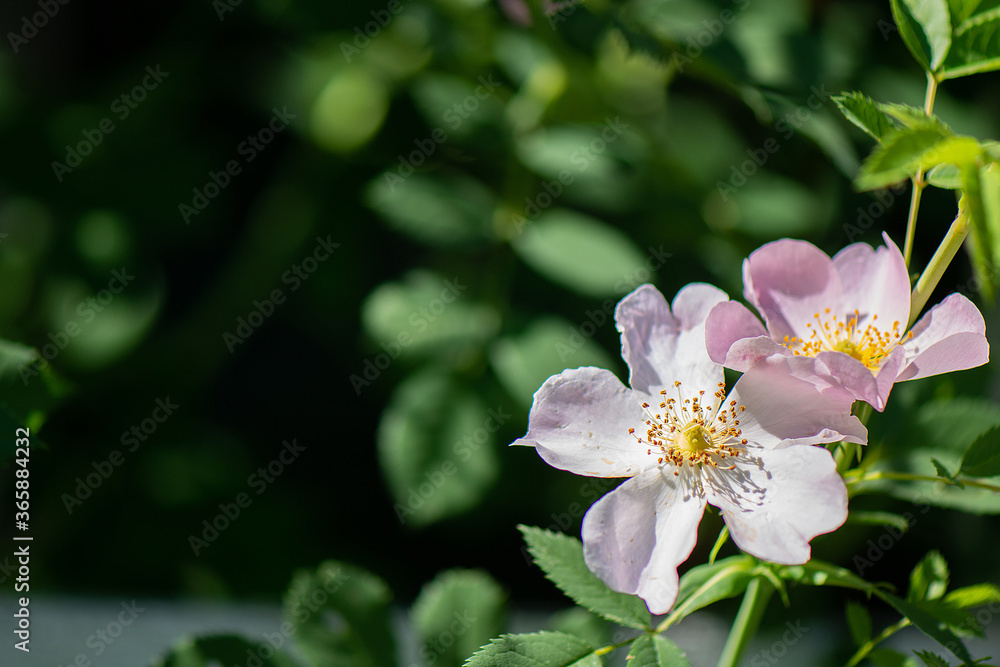 Delicate white and pink flowers on a branch of a shrub. Blooming rosehip Delicate white and pink flowers on a branch of a shrub. Blooming rosehip