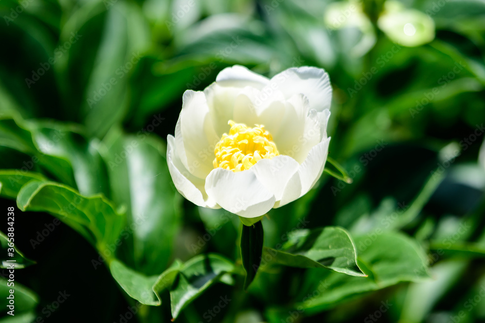 Obraz premium Bush with one large delicate white peony flower in a British cottage style garden in a sunny spring day, beautiful outdoor floral background photographed with selective focus.