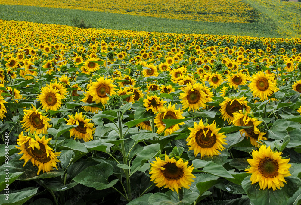 Fototapeta premium PAISAJES , GIRASOLES