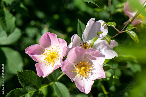 Delicate white and pink flowers on a branch of a shrub. Blooming rosehip