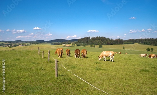 cows on a meadow