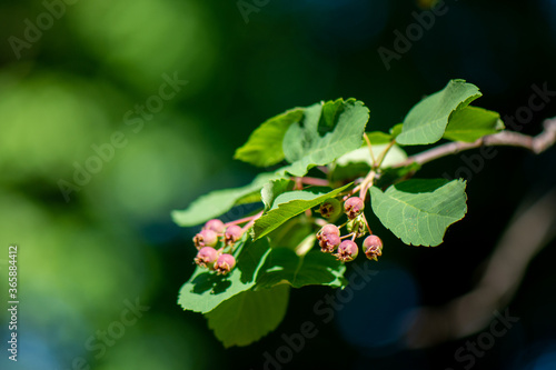 A branch with young very small Apple fruits