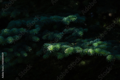 A branch of a fir tree, illuminated by the sun