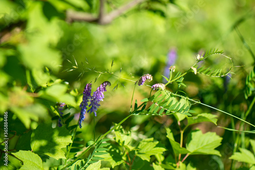 Small lilac flowers on a background of green leaves