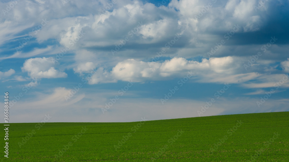 zielone pole pod błękitnym niebem