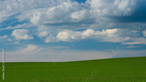 zielone pole pod błękitnym niebem