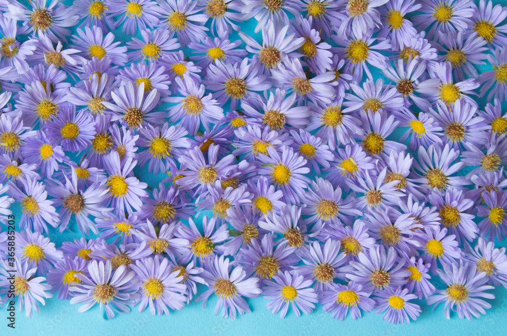 Floral background with blooming violet asters. Top view. Floral background with blooming violet asters. Top view.