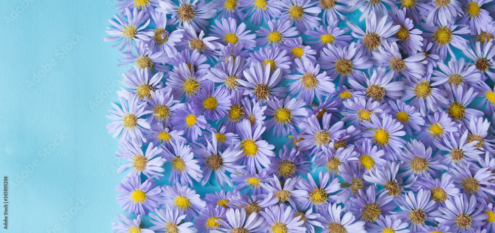 Floral frame with violet asters on blue background. Top view. Floral frame with violet asters on blue background. Top view.